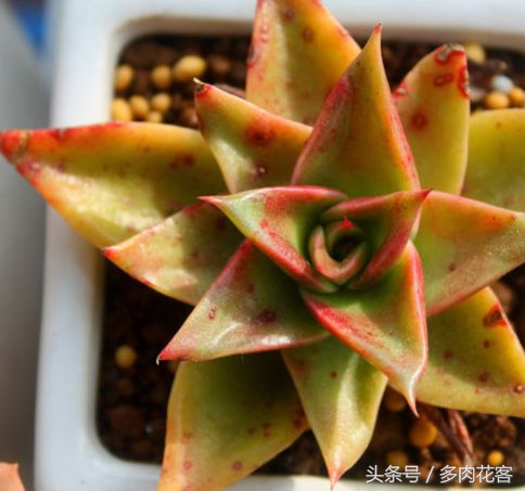 夏天多肉晒伤后怎么补救,多肉在夏季晒伤怎么办