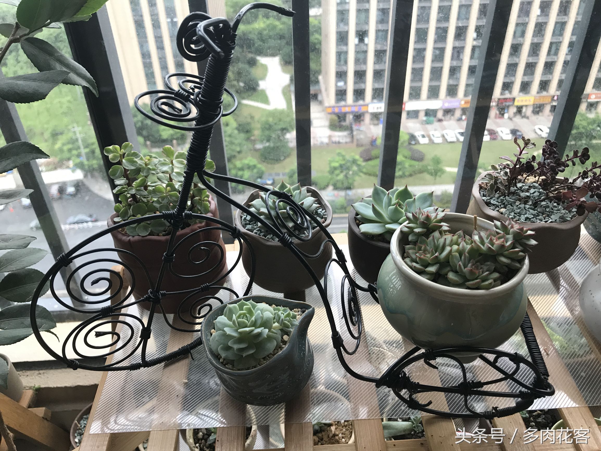 夏天多肉晒伤后怎么补救,多肉在夏季晒伤怎么办