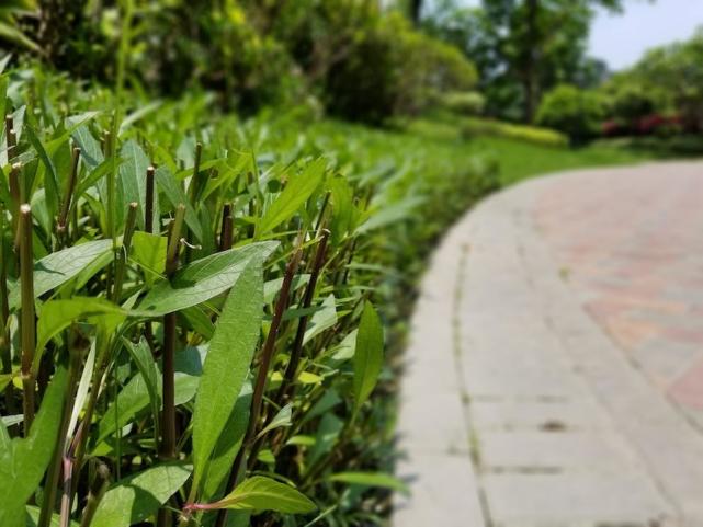 最新三星s8深度评测,三星s8耳机音质评测