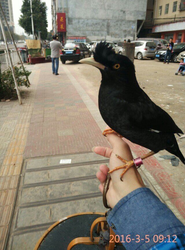 天下一场梦八哥说话视频,天下一场梦八哥完整视频