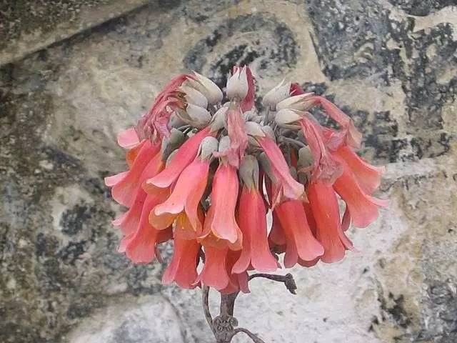 农村瓦房顶上常见多肉 (房顶上都是多肉视频)