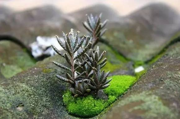 农村瓦房顶上常见多肉 (房顶上都是多肉视频)