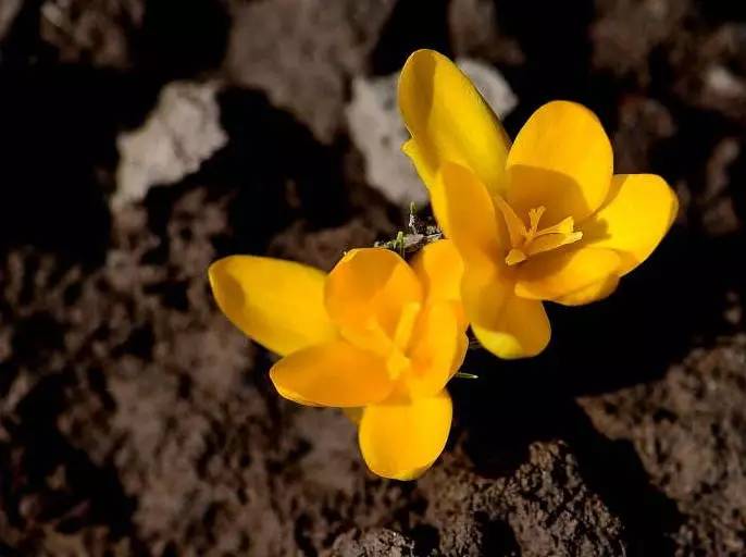 罕见的花红色,正宗藏红花西藏的藏红花