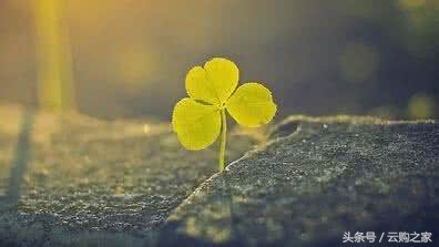 一元购消费陷阱开展专项整治,一元购涉嫌什么违法行为