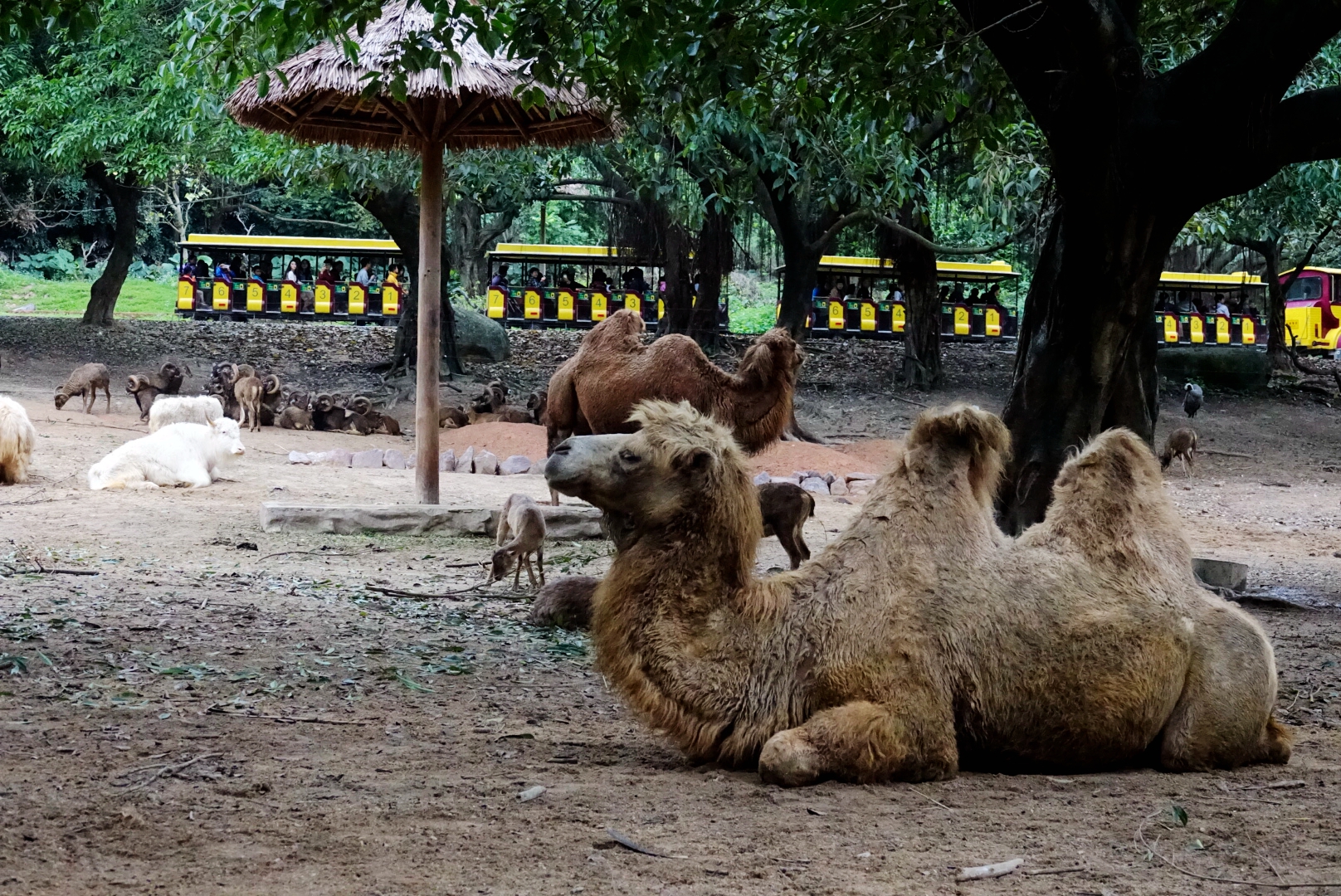 长隆野生动物园观赏攻略,长隆野生动物园需要准备的东西