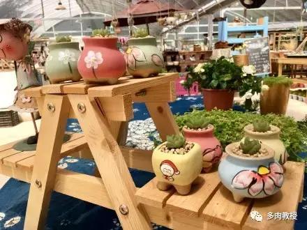 多肉的奇特之处,养的多肉长了蘑菇