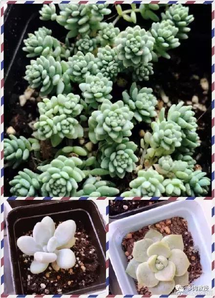 多肉的奇特之处,养的多肉长了蘑菇