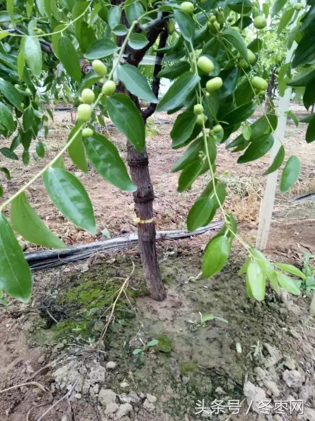 冬枣管理技术及答案,冬枣管理问题解答186期