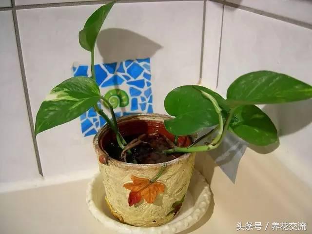 绿萝怎么养才能爆盆浇什么水,绿萝水培怎么快速爆盆