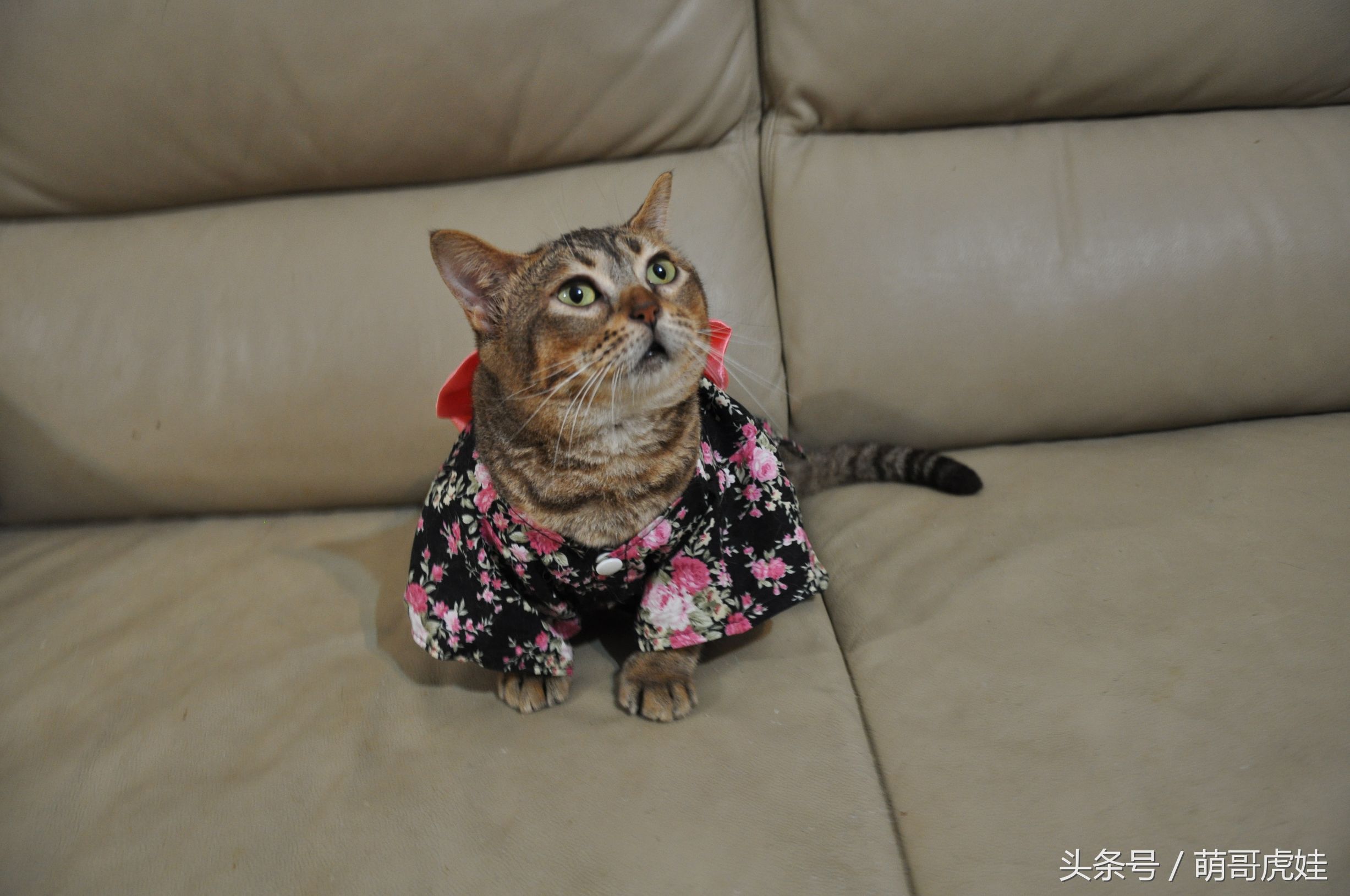 胖乎乎的喵星人妹子，穿上小衣服怎么拍都美美哒，铲屎的边拍照边被萌得满脸血啊