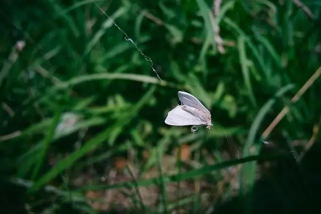可以用驱蚊剂喷花吗,灭蚊喷雾剂可以喷花草吗