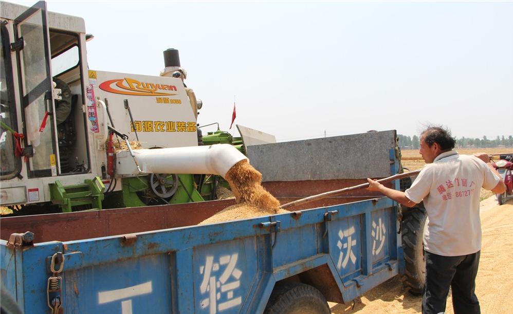 纵横田间，麦收不将就，这款山东“壮汉”收割机就是猛