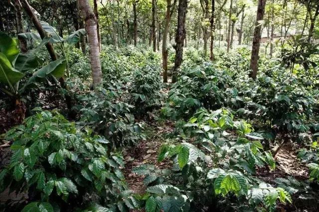 1201の“豆”游世界咖啡中的贵族——危地马拉