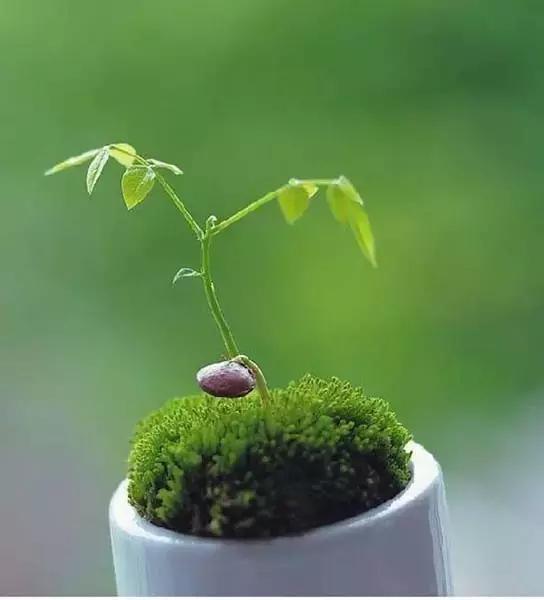 可以用驱蚊剂喷花吗,灭蚊喷雾剂可以喷花草吗