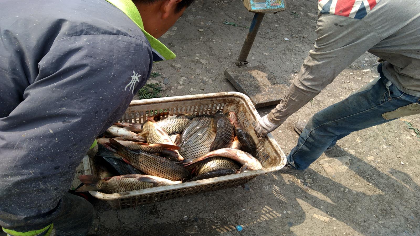 黑坑钓鱼快速抢鱼,黑坑抢鱼和野钓