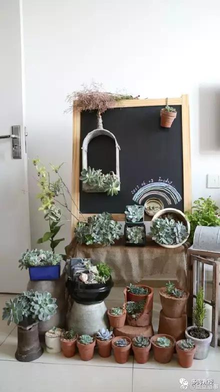 多肉的奇特之处,养的多肉长了蘑菇