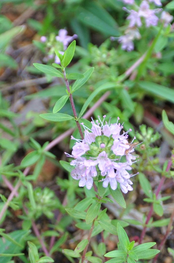 夏日防蚊虫叮咬超实用小窍门,夏天蚊虫叮咬教你快速消肿止痒