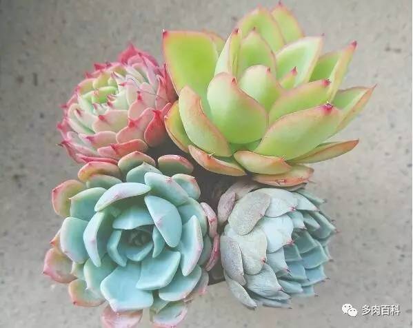 多肉叶插空气发根法,多肉植物怎么叶插才能成活