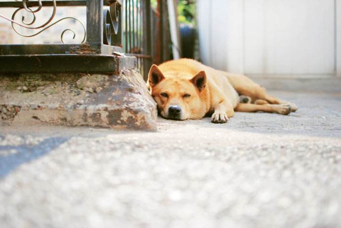 狗狗怕孤独怎么处理,狗狗狂躁不安怎么回事