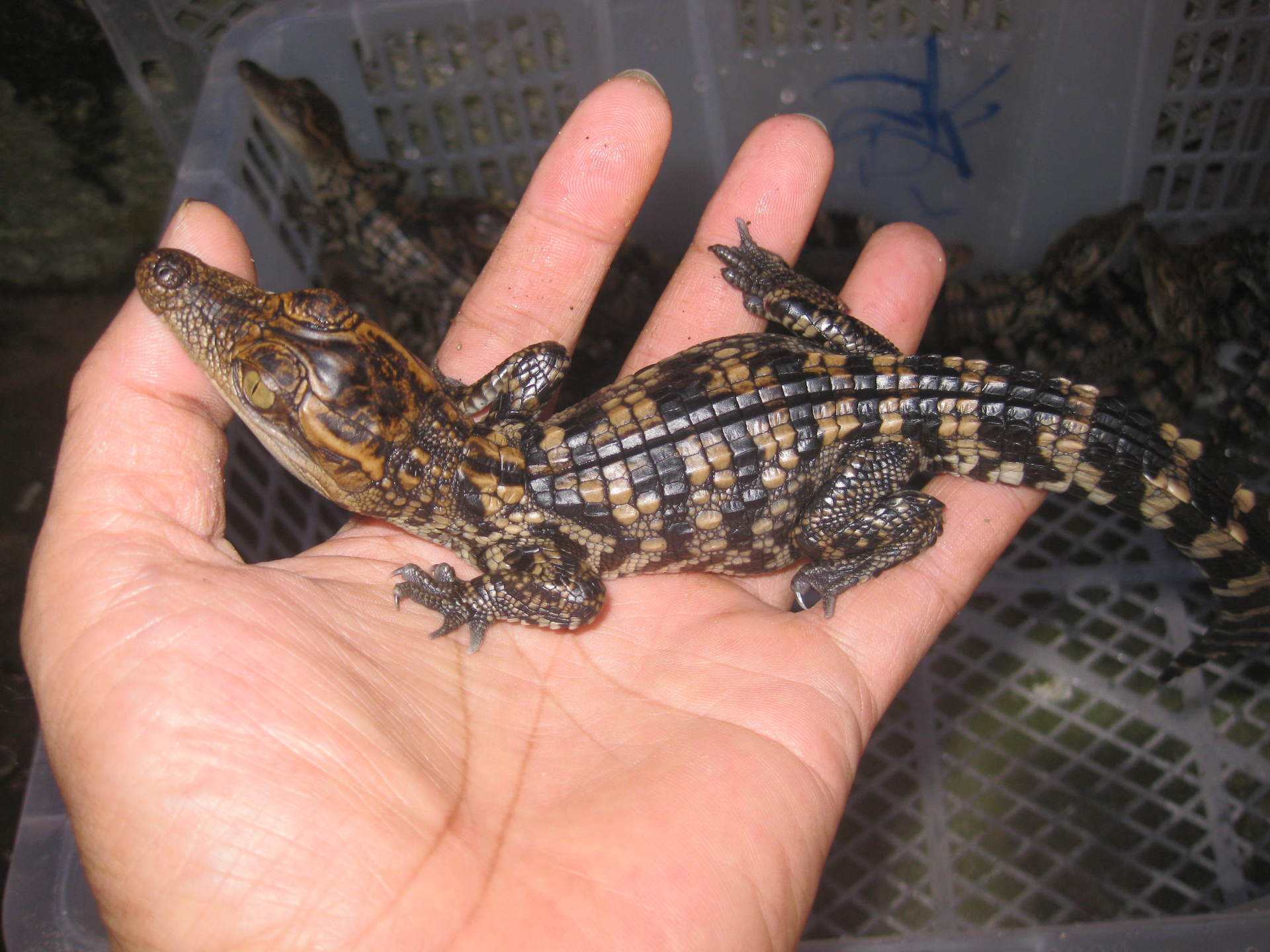 宠物鳄鱼跟什么一起养,养一只鳄鱼当宠物