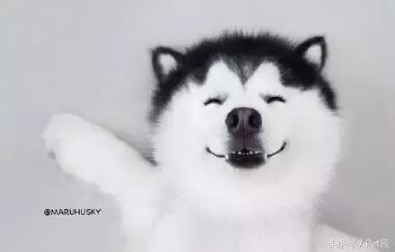 阿拉斯加头上三把火是窜的吗,阿拉斯加也有三把火是纯种吗