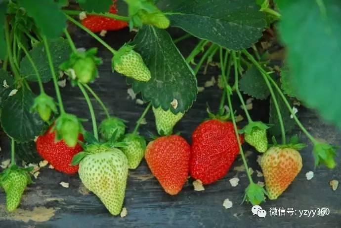 种植粮食一亩能赚多少钱,种植什么农作物一亩地能赚2000