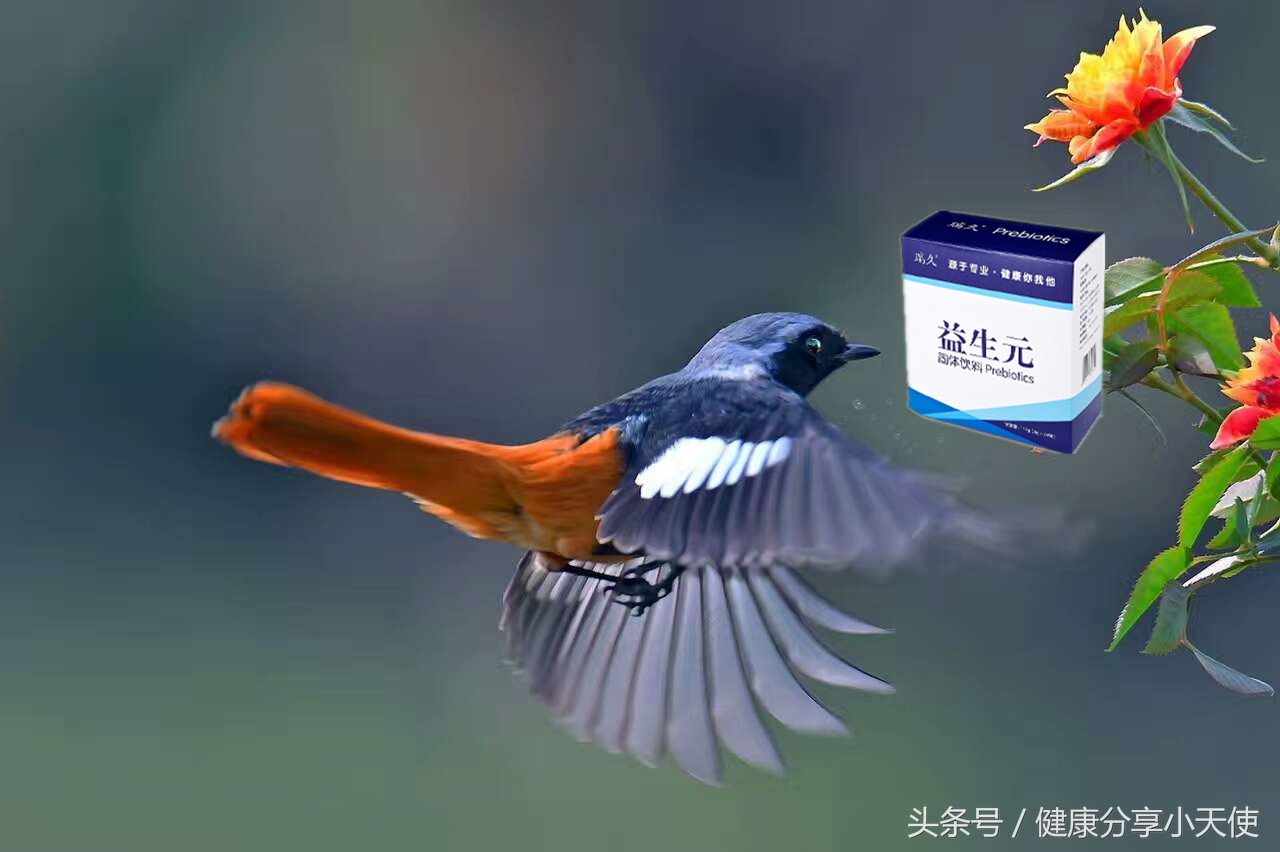 肠道菌群重建的机制和方法,如何维持肠道共生微生物稳态平衡