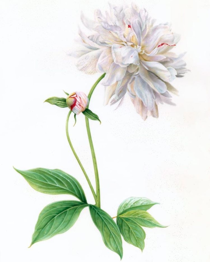 促排卵随时都可以促排吗,促排卵没成功要继续促排吗