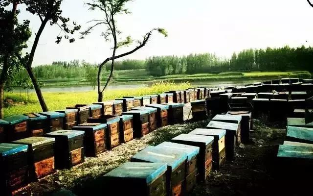 黎川中蜂养殖,养殖土蜂的利润与成本真实