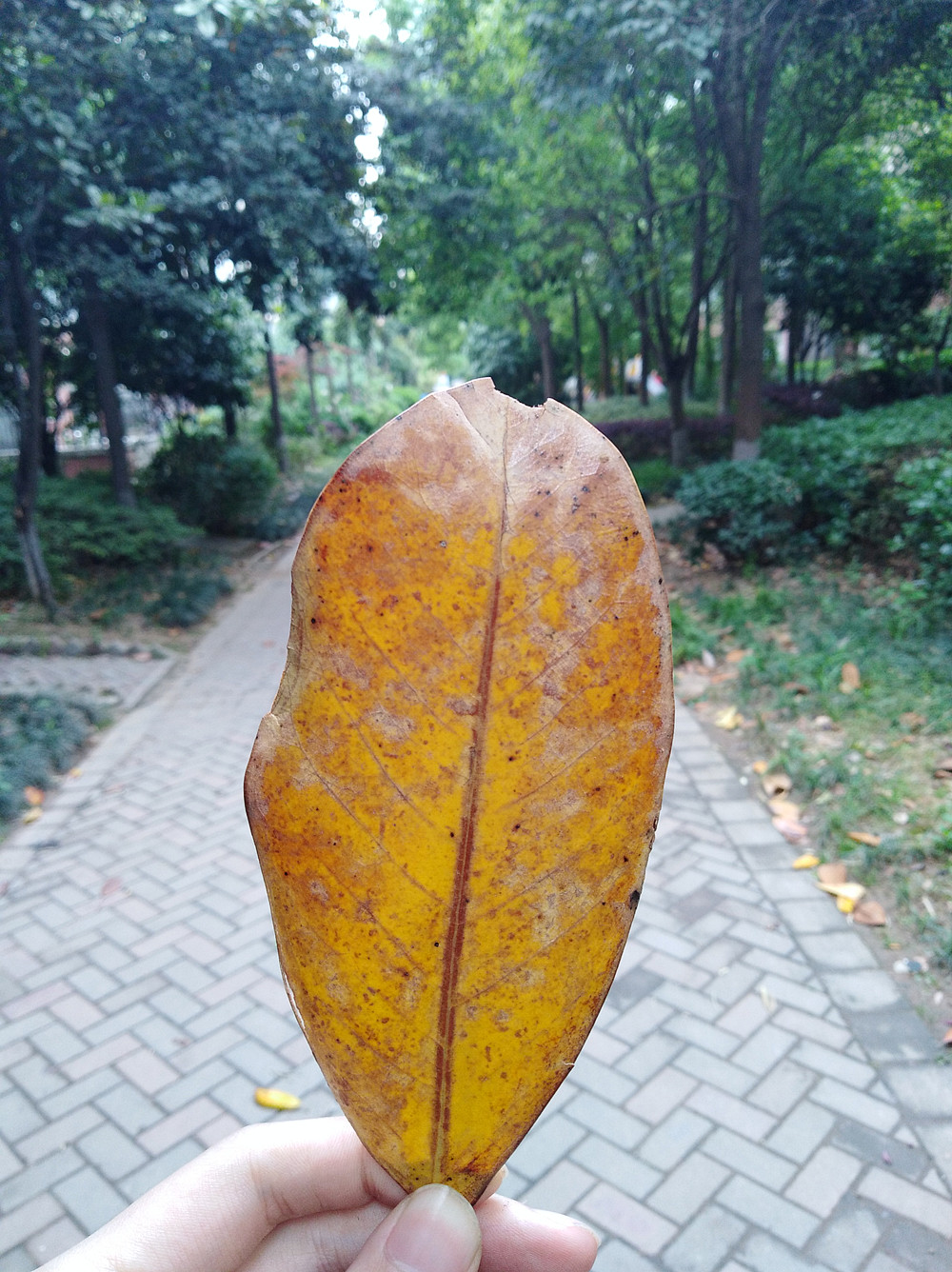 畅享7plus,华为畅享7plus