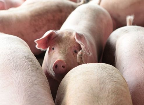 猪寄生虫对猪场的危害,猪寄生虫对母猪的危害