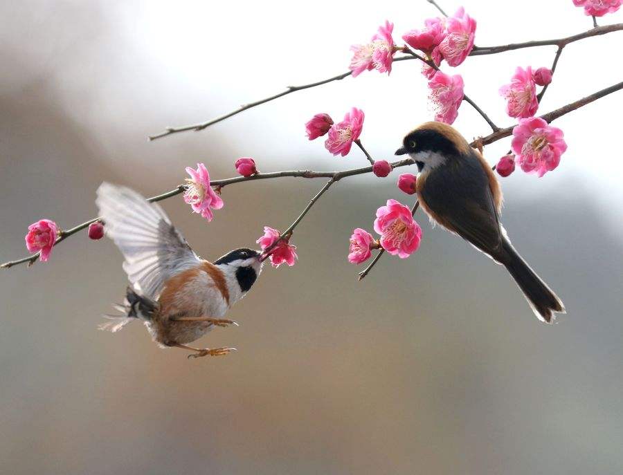 大姨妈推迟一周了能测出怀孕吗,月经推迟两天是例假还是怀孕见红