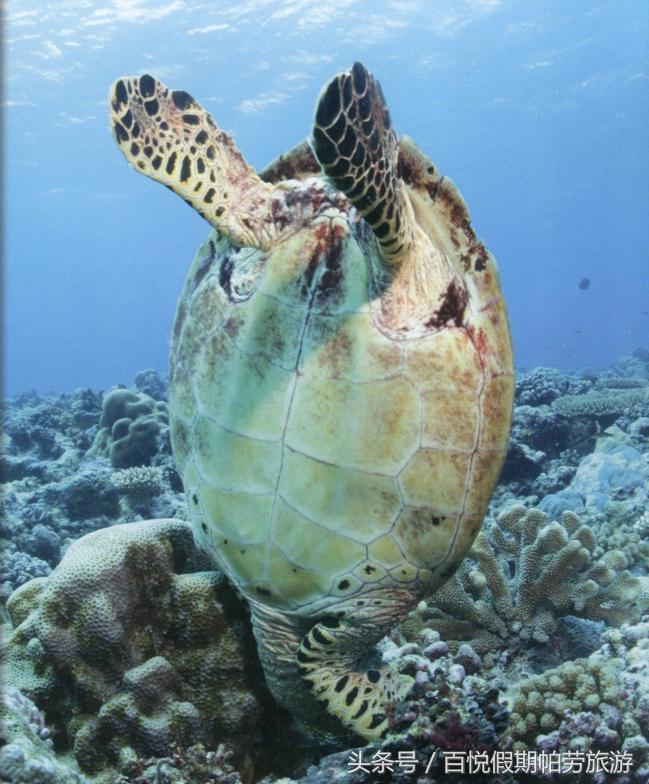 玳瑁：深蓝之下的独行者