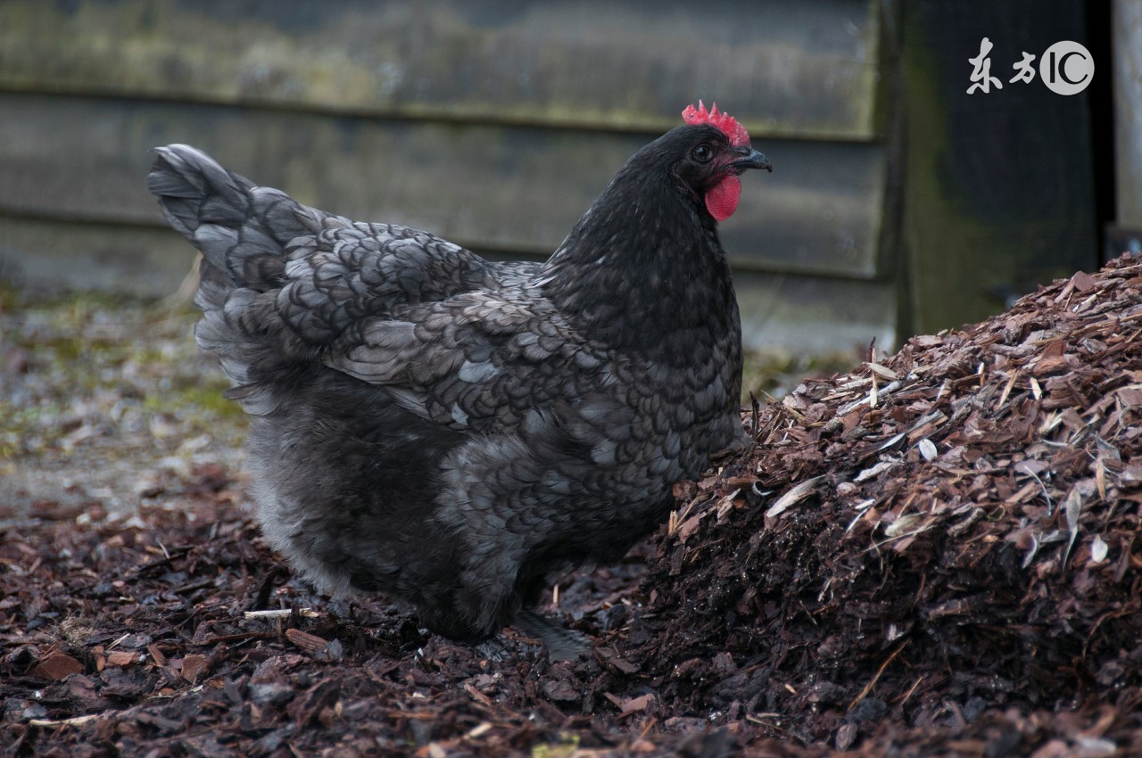 鸡肥了有蛋下不出怎么办,鸡太肥不下蛋怎么处理