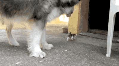 阿拉斯加头上三把火是窜的吗,阿拉斯加也有三把火是纯种吗