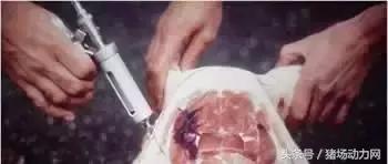 给猪打针起包怎么处理,怎样克服给猪打针的恐惧