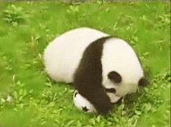 成都足球赛程表,成都蓉城足球未来发展