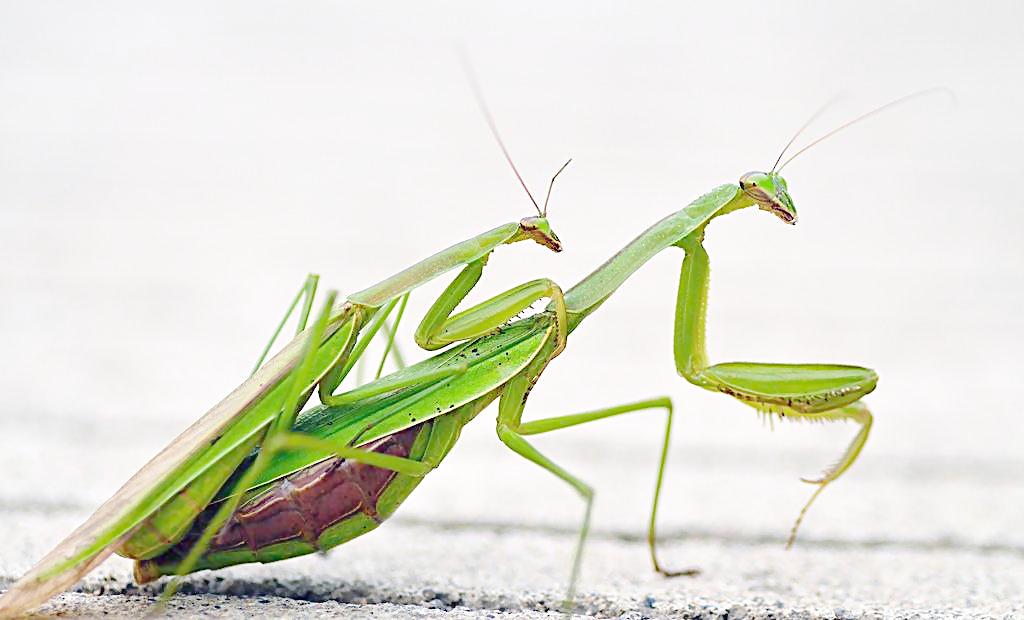 回忆一下2018年的神兽们,记录曾经神兽们的点点滴滴