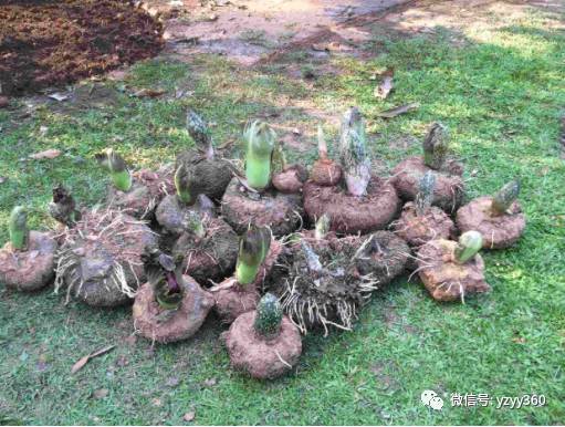 种植粮食一亩能赚多少钱,种植什么农作物一亩地能赚2000