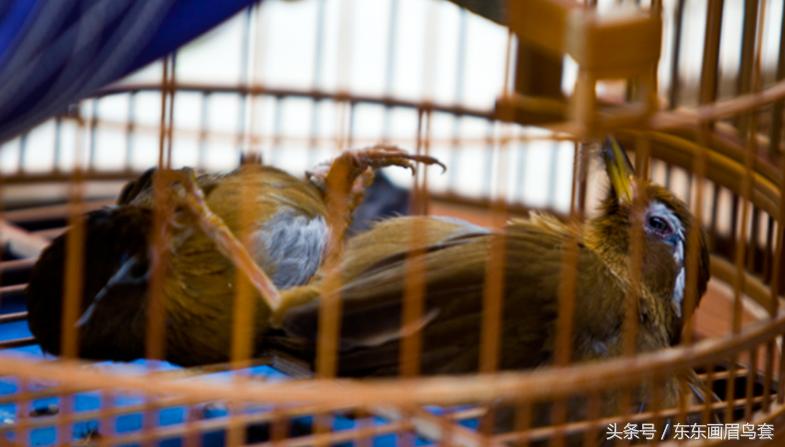 画眉鸟的叫声视频播放,画眉鸟的叫声藏有哪些知识