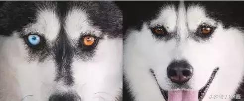 阿拉斯加头上三把火是窜的吗,阿拉斯加也有三把火是纯种吗