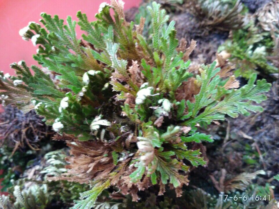 农村山里有什么特产,不起眼的农村土特产是什么