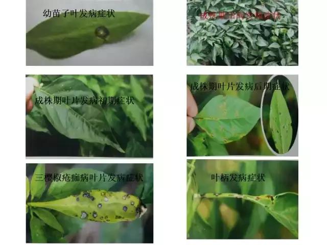 辣椒卷叶病虫害图谱及防治方案,辣椒病虫害大全