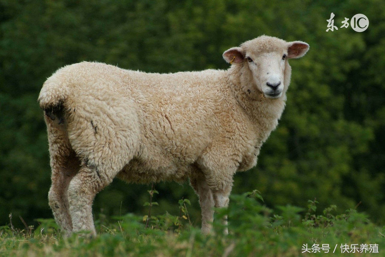 养羊难产的秘诀,养羊怀孕管理方法