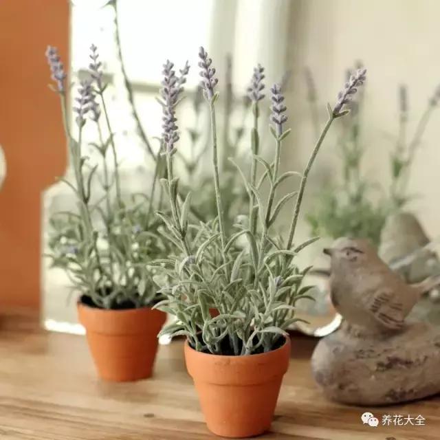 什么花驱虫又香,什么花驱虫又不伤人