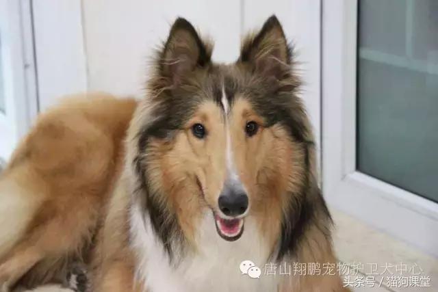 犬种介绍,犬种介绍柯基