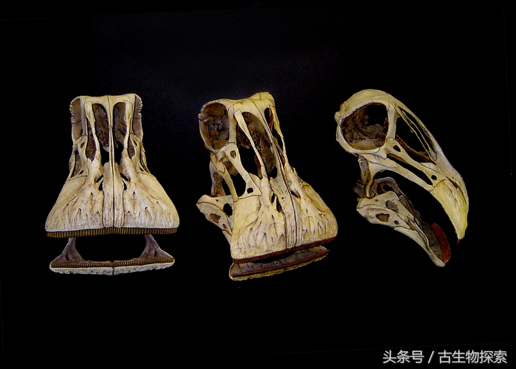 尼日尔龙:恐龙中的吸尘器