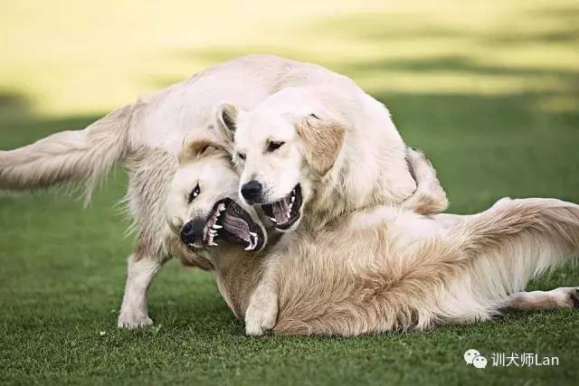 怎么让狗狗之间打架,怎么让狗狗打架时变得凶