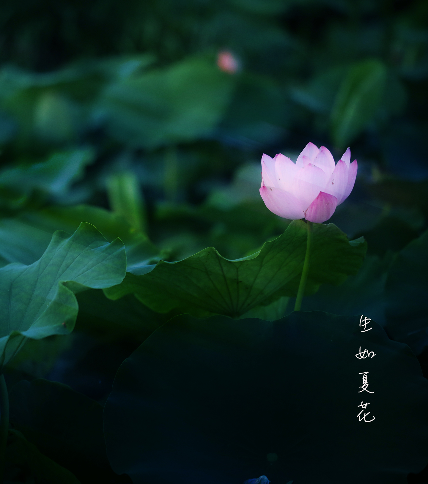 歌曲生如夏花原唱,生如夏花唯美人像摄影教程