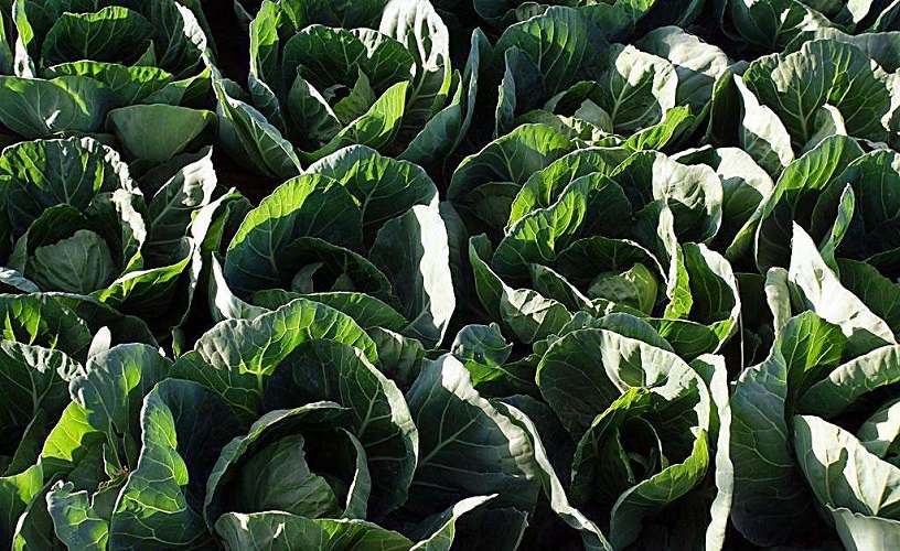 在农村做什么最赚钱，手把手教你致富之道